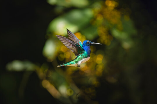 Hummingbird in flight spreading wings in tropical costa rica