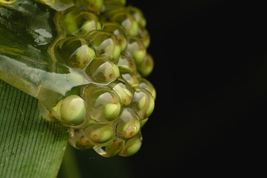 Frog eggs developing on a leaf 