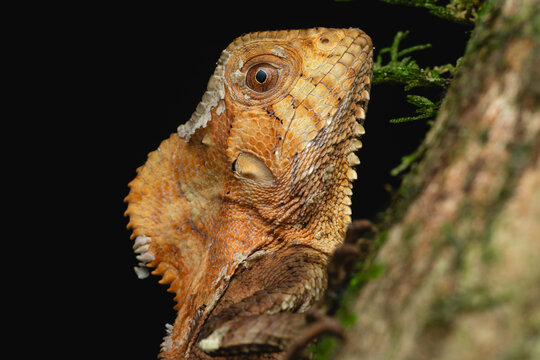 Helmeted lizard peeking from tree trunk