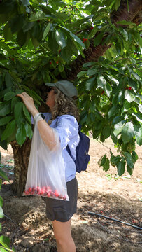 Friends Going Cherry Picking
