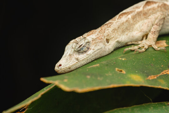 Lizard resting on green leaf in costa rica