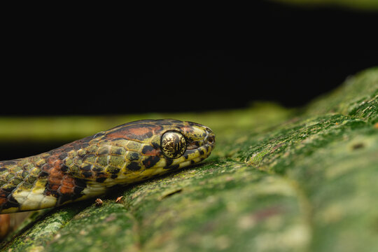 Snake head with striking eye on green leaf