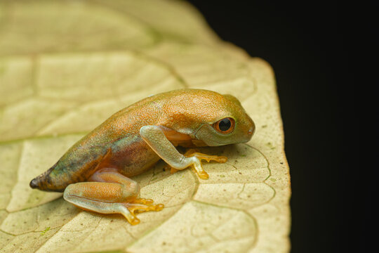 Frog developing on leaf completing metamorphosis in nature