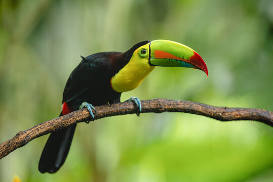 Rainbow-billed toucan perched on a tree branch in Costa Rica.