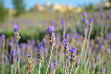 Obraz premium Lavender flowers swaying in soft natural light
