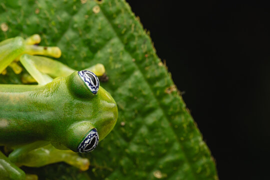 Top view of a Sachatamia ilex glass frog on a leaf