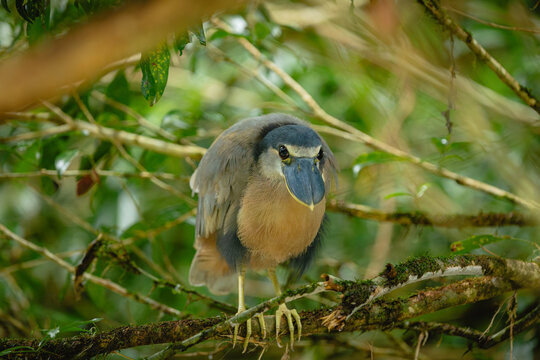 Boat-billed heron bird looking directly at viewer