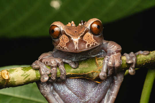 Crown-headed tree frog clinging to branch in rainforest