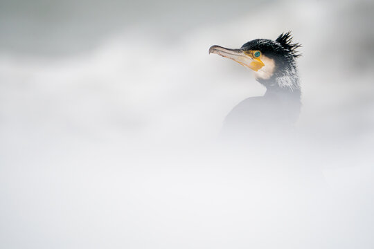 A cormorant in an icy landscape