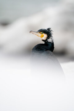 A cormorant in an icy landscape