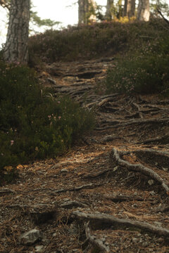 A rugged forest path filled with twisted tree roots.