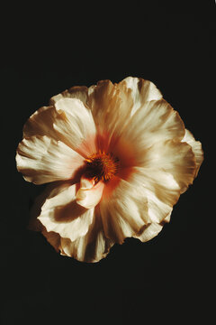 Flower blooms in soft colors against a dark background