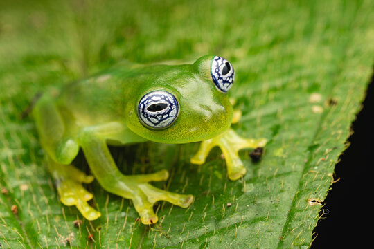 Glass frog resting on a green leaf in costa rica