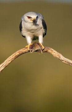 Black-Winged Kite Eating A Field Mouse, Vertical Portrait  