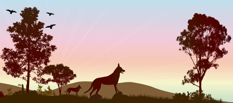 Dingo silhouette at sunrise over rolling hills with tree in outback Australia
