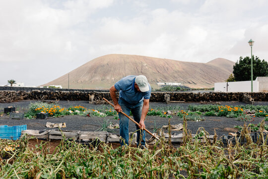 An elderly man working the soil with a plow to harvest potatoes