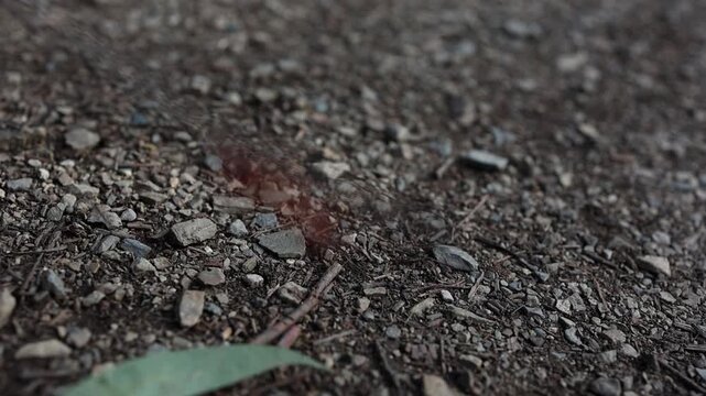 Detailed macro shot of an Australian red ant navigating rocky soil and eucalyptus leaves on a shaded forest floor. Natural lighting enhances earthy textures and vibrant insect color.