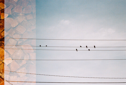 Accidental overlapping film frames wood stack and birds on wire