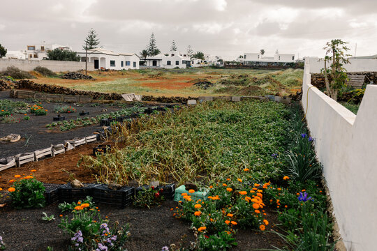 Panoramic view of a domestic vegetable garden in Lanzarote