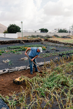 Wide shot of an elderly man plowing the land to harvest potatoes
