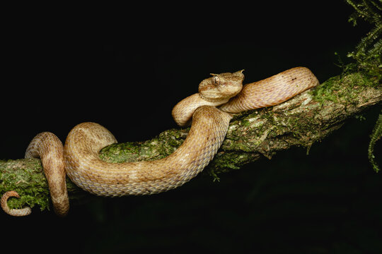 Eyelash viper coiling on mossy branch in forest