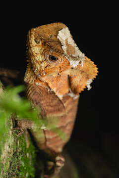 Lizard shedding skin in costa rica jungle