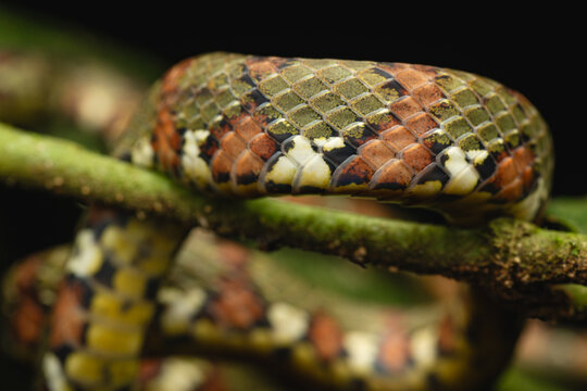 Snake scales camouflaging on a tropical jungle branch