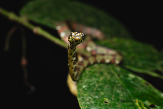 Cat-eyed snake peering out from green leaf in jungle