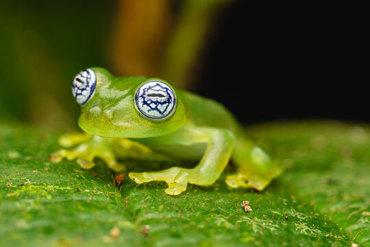 Glass frog amphibian perching on a green leaf 