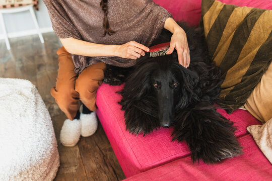 Woman brushing her long-haired black Afghan Hound at home