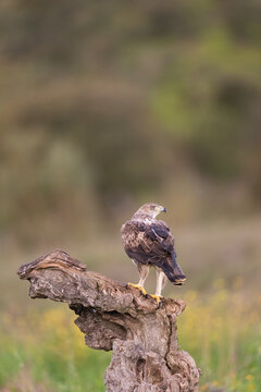 Bonelli's Eagle Vertical Portrait  