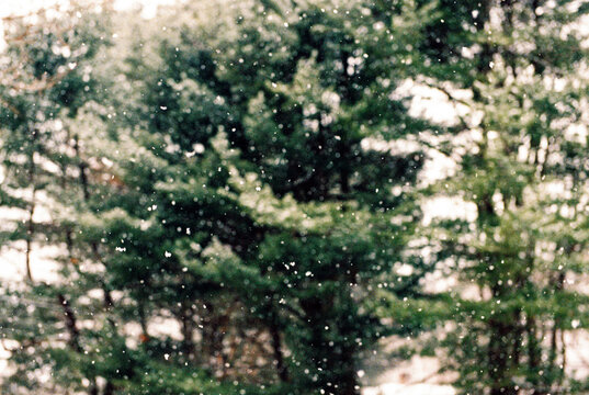 Nature abstract texture snow against trees on film