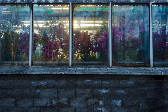 Flowers greenhouse plants
