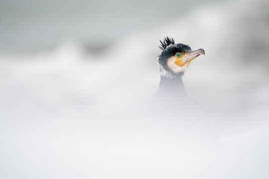 A cormorant in an icy landscape