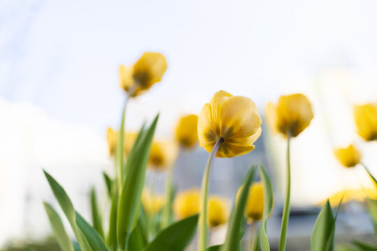 Yellow Tulips Bloom Under the Clear Sky in Spring