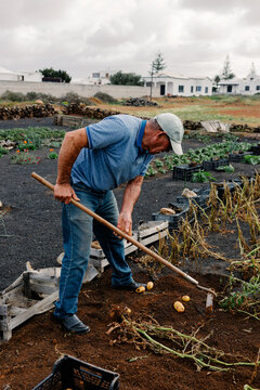 Senior man using a plow to cultivate potatoes on his Lanzarote farm