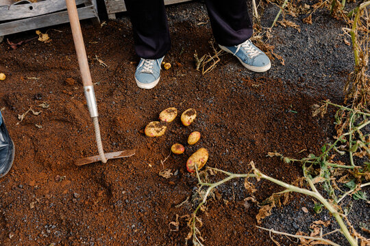 Unknown woman standing in a field while harvesting potatoes