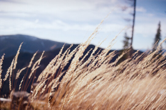 Golden grass spikes in warm sunlight with mountain background, film 