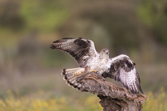 Bonelli's Eagle With Its Wings Spread  