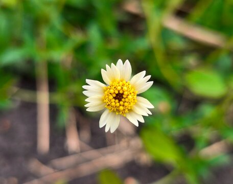 Close-up of a small wild tridax daisy flower with white petals and yellow center blooming in the garden. Beautiful nature macro photography with soft green bokeh background