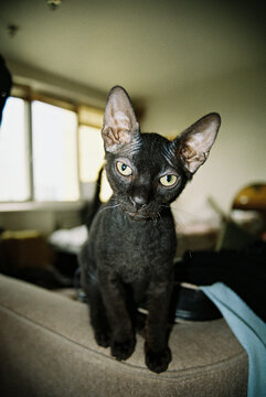 Film Photo of Black Devon Rex Cat Sitting on Sofa Indoors