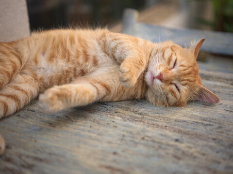 Stray Cat Relaxing and Taking attention from passers by 
