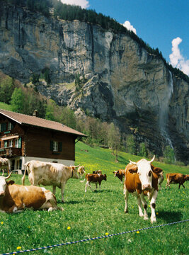 Film Photo of Cows Grazing in Lauterbrunnen Valley, Switzerland