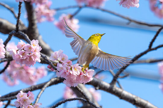 Taking Flight
