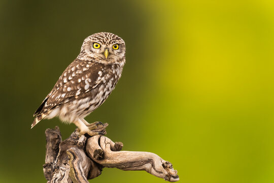 Little Owl Perched On A Branch  