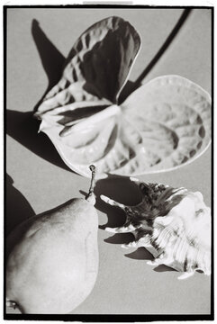 Objects on a table including a pear, shell, and plant leaf