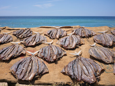 Fish Drying Under Sunlight by the Sea in Sri Lanka