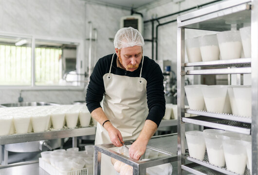Artisan cheesemaker draining curd in dairy factory