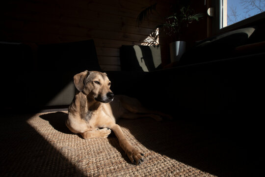 Dog Catching Sun at Home