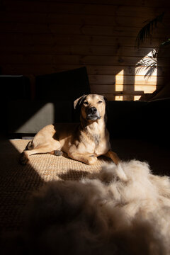 Calm Dog Portrait At Home